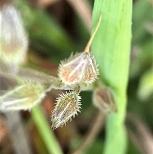 Myosotis discolor at Hall, ACT - 19 Oct 2024 11:01 AM