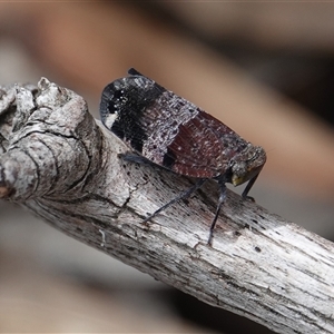 Platybrachys decemmacula at Hall, ACT - 19 Oct 2024