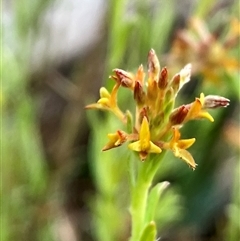 Pimelea curviflora var. sericea (Curved Riceflower) at Hall, ACT - 19 Oct 2024 by strigo