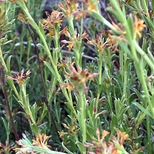 Pimelea curviflora var. sericea at Hall, ACT - 19 Oct 2024