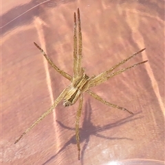 Argoctenus sp. (genus) (Wandering ghost spider) at Gundagai, NSW - 17 Oct 2024 by RobParnell