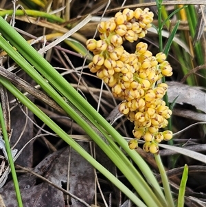 Lomandra filiformis subsp. filiformis at Hawker, ACT - 19 Oct 2024