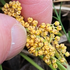 Lomandra filiformis subsp. filiformis at Hawker, ACT - 19 Oct 2024