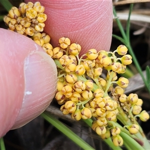 Lomandra filiformis subsp. filiformis at Hawker, ACT - 19 Oct 2024