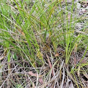 Lomandra filiformis subsp. filiformis at Hawker, ACT - 19 Oct 2024