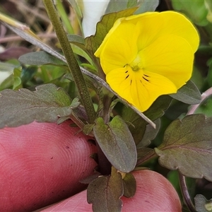 Viola arvensis at Hawker, ACT - 19 Oct 2024