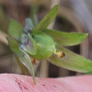 Viola arvensis at Hawker, ACT - 19 Oct 2024