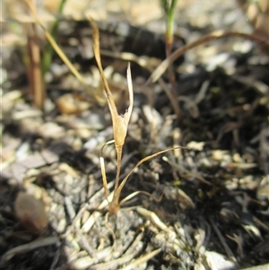 Centrolepis aristata at suppressed - suppressed