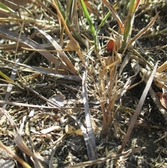 Centrolepis aristata at suppressed - suppressed