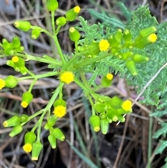 Senecio bathurstianus (Rough Fireweed) at Hall, ACT - 19 Oct 2024 by strigo