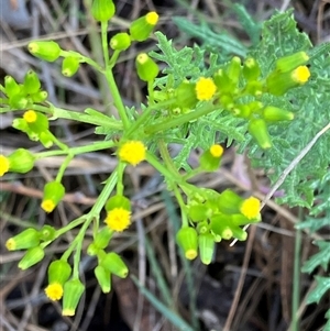 Senecio bathurstianus at Hall, ACT - 19 Oct 2024