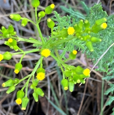 Senecio bathurstianus (Rough Fireweed) at Hall, ACT - 19 Oct 2024 by strigo