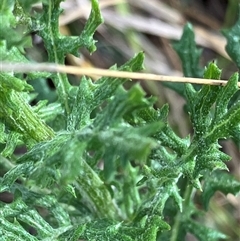 Senecio bathurstianus at Hall, ACT - 19 Oct 2024 10:14 AM