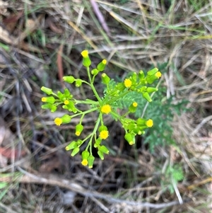 Senecio bathurstianus at Hall, ACT - 19 Oct 2024 10:14 AM