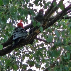 Callocephalon fimbriatum (Gang-gang Cockatoo) at Hawker, ACT - 19 Oct 2024 by sangio7