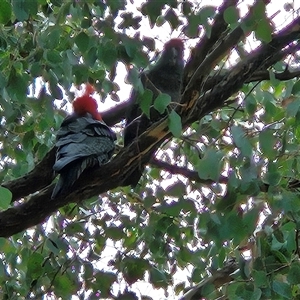 Callocephalon fimbriatum at Hawker, ACT - 19 Oct 2024