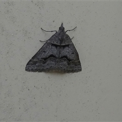 Dichromodes atrosignata (Black-signed Heath Moth ) at Queanbeyan West, NSW - 19 Oct 2024 by Paul4K
