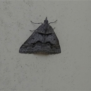 Dichromodes atrosignata at Queanbeyan West, NSW - 19 Oct 2024