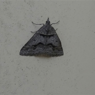 Dichromodes atrosignata (Black-signed Heath Moth ) at Queanbeyan West, NSW - 19 Oct 2024 by Paul4K