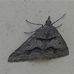 Dichromodes atrosignata at Queanbeyan West, NSW - 19 Oct 2024