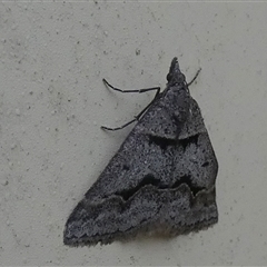 Dichromodes atrosignata at Queanbeyan West, NSW - 19 Oct 2024