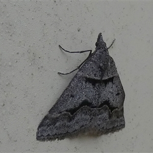 Dichromodes atrosignata at Queanbeyan West, NSW - 19 Oct 2024 07:05 AM