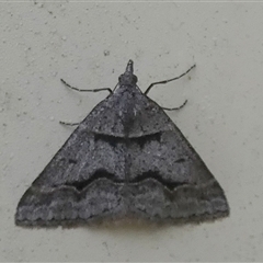 Dichromodes atrosignata at Queanbeyan West, NSW - 19 Oct 2024 07:05 AM