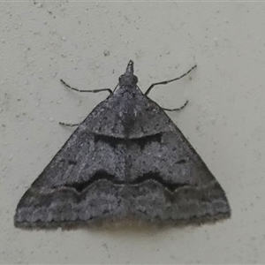 Dichromodes atrosignata at Queanbeyan West, NSW - 19 Oct 2024