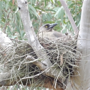 Strepera versicolor at Bombay, NSW - 19 Oct 2024