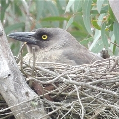 Strepera versicolor at Bombay, NSW - 19 Oct 2024