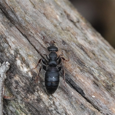 Thynninae (subfamily) (Smooth flower wasp) at Hall, ACT - 19 Oct 2024 by Anna123