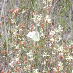 Pieris rapae (Cabbage White) at Bombay, NSW - 19 Oct 2024 by MatthewFrawley