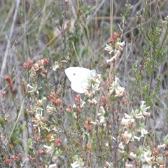 Pieris rapae at Bombay, NSW - 19 Oct 2024