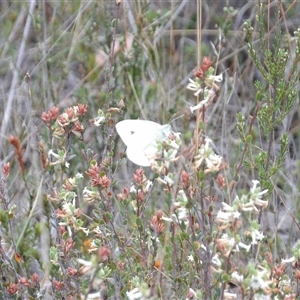 Pieris rapae at Bombay, NSW - 19 Oct 2024