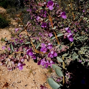 Eremophila sp. at Francois Peron National Park, WA by Paul4K