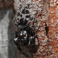 Sandalodes superbus (Ludicra Jumping Spider) at Hall, ACT - 19 Oct 2024 by Anna123