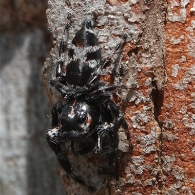 Sandalodes superbus (Ludicra Jumping Spider) at Hall, ACT - 19 Oct 2024 by Anna123