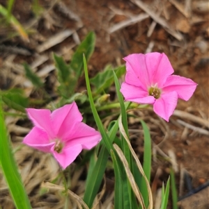 Convolvulus angustissimus subsp. angustissimus at Bungendore, NSW - 19 Oct 2024