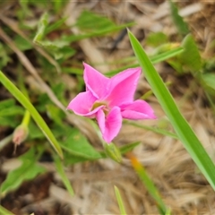 Convolvulus angustissimus subsp. angustissimus at Bungendore, NSW - 19 Oct 2024