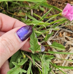 Convolvulus angustissimus subsp. angustissimus at Bungendore, NSW - 19 Oct 2024