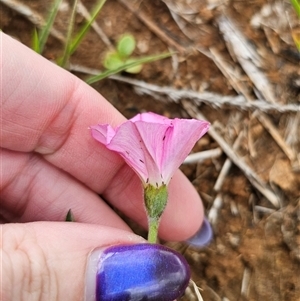 Convolvulus angustissimus subsp. angustissimus at Bungendore, NSW - 19 Oct 2024