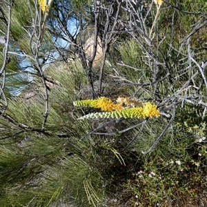 Unidentified Other Shrub at Nanga, WA by Paul4K