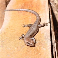 Unidentified Skink at Acheron, VIC - 5 Oct 2024 by ConBoekel