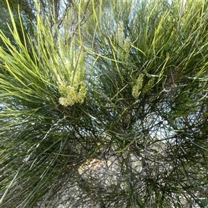 Unidentified Other Shrub at Nanga, WA by Paul4K