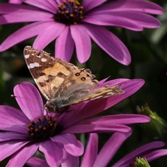 Vanessa kershawi (Australian Painted Lady) at Culcairn, NSW - 6 Oct 2024 by ConBoekel