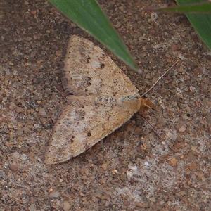 Scopula rubraria at Culcairn, NSW by ConBoekel