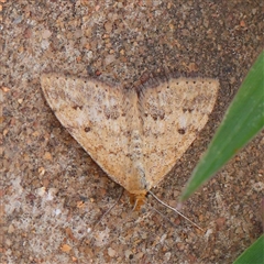 Scopula rubraria at Culcairn, NSW - 6 Oct 2024 by ConBoekel