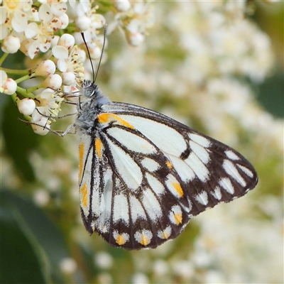 Belenois java (Caper White) at Culcairn, NSW - 6 Oct 2024 by ConBoekel