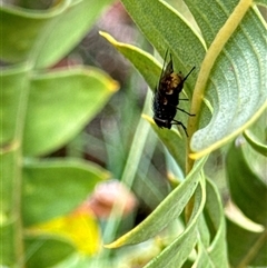 Calyptrate (subsection) (Unidentified house-flies, blow-flies and their allies) at Aranda, ACT - 19 Oct 2024 by Jubeyjubes