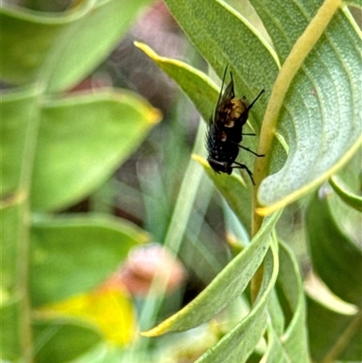 Calyptrate (subsection) (Unidentified house-flies, blow-flies and their allies) at Aranda, ACT - 19 Oct 2024 by Jubeyjubes